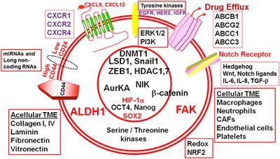 Novel and Alternative Targets Against Breast Cancer Stemness to Combat Chemoresistance